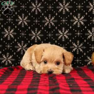 Jingle, Maltipoo Puppy